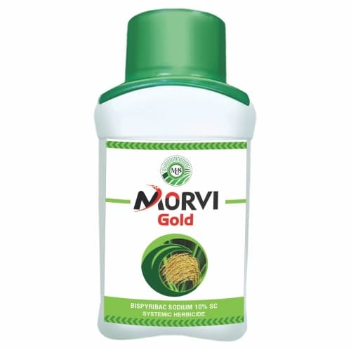Morvi Gold